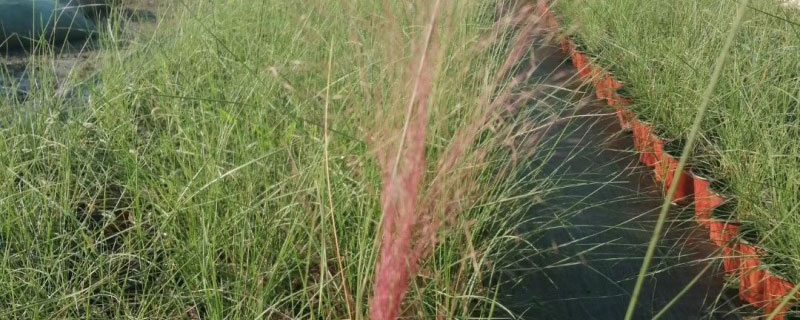粉黛乱子草适合哪里种植 粉黛乱子草适合哪里种植