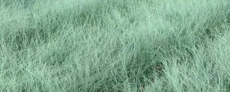 粉黛乱子草花期是几月份 粉黛乱子草花期是几月份