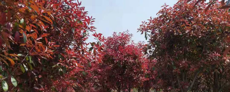 红叶石楠小苗什么时候种植好