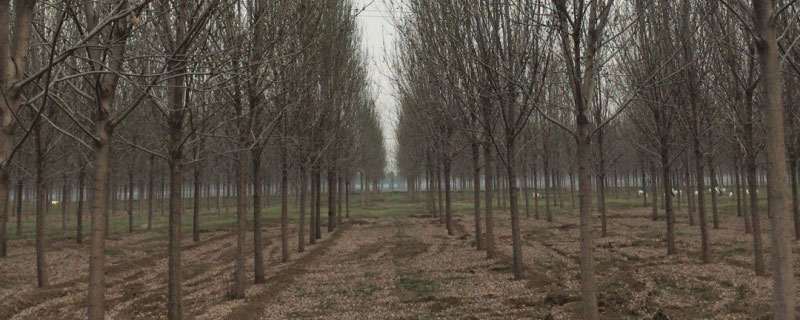 速生白蜡小苗怎么种