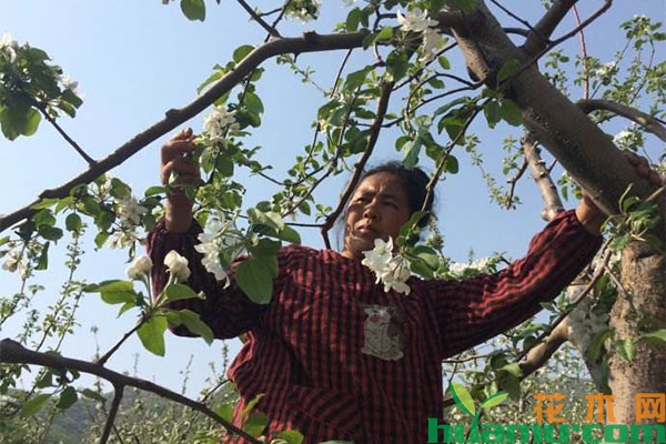 苹果套袋时间和方法，5月管理应该做那些？