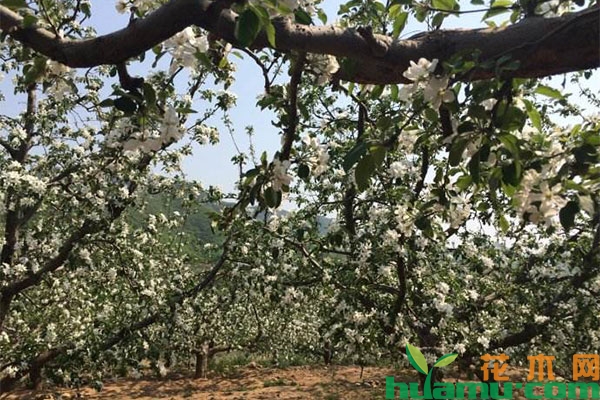 苹果套袋时间和方法,5月管理应该做那些? 苹果套袋时间和方法,5月管理应该做那些?
