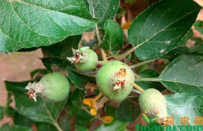 苹果套袋时间和方法,5月管理应该做那些? 苹果套袋时间和方法,5月管理应该做那些?