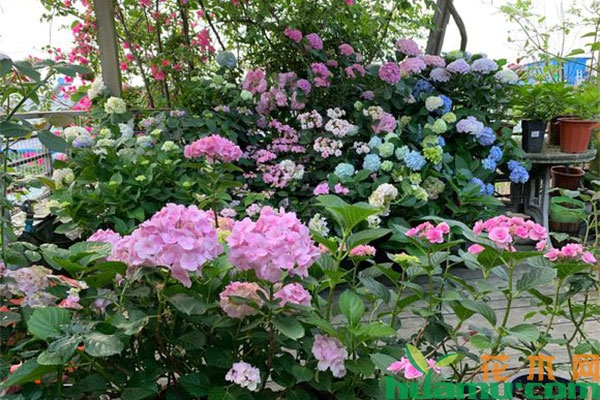 绣球花的花色怎么改变？