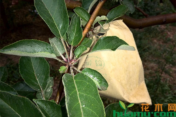 苹果套袋时间和方法,5月管理应该做那些? 苹果套袋时间和方法,5月管理应该做那些?