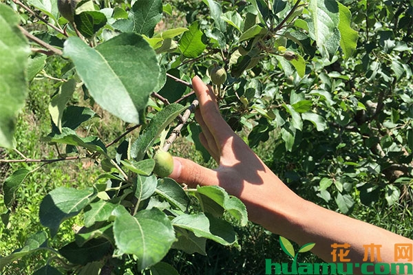 苹果套袋时间和方法,5月管理应该做那些? 苹果套袋时间和方法,5月管理应该做那些?