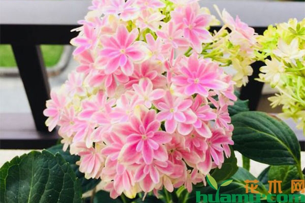 绣球花的花色怎么改变? 绣球花的花色怎么改变?