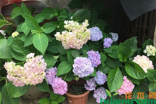 绣球花的花色怎么改变? 绣球花的花色怎么改变?