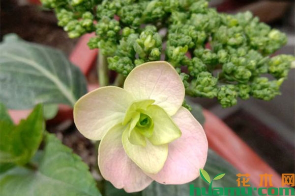绣球花的花色怎么改变? 绣球花的花色怎么改变?