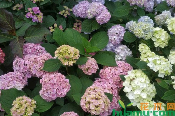 绣球花的花色怎么改变? 绣球花的花色怎么改变?