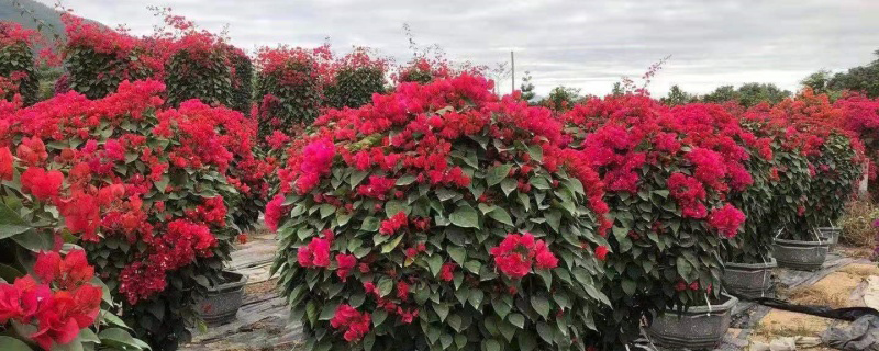 三角梅开花可以换盆吗