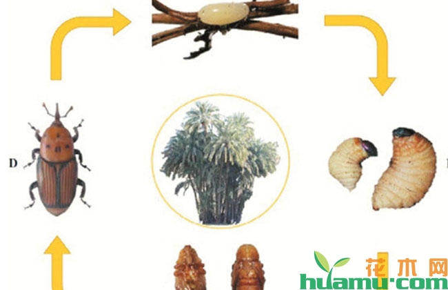 南方棕榈科植物红棕象甲怎么防治？