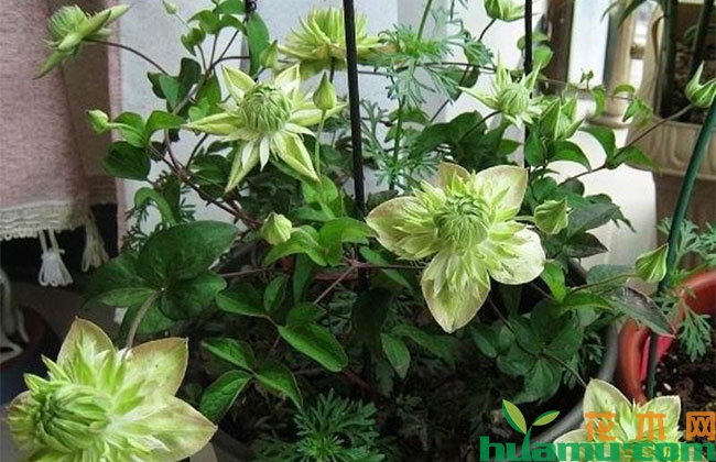 铁线莲不开花怎么办？