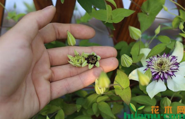 铁线莲不开花怎么办? 铁线莲不开花怎么办?