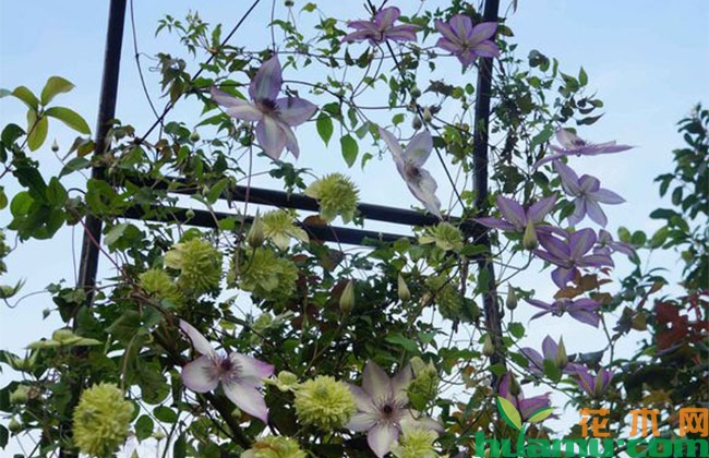 铁线莲不开花怎么办? 铁线莲不开花怎么办?