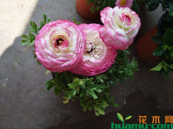 盆栽花毛茛