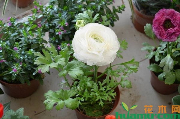 单棵花毛茛
