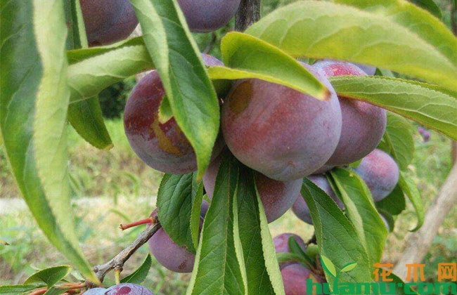 脆红李病虫害防治方法 脆红李病虫害防治方法