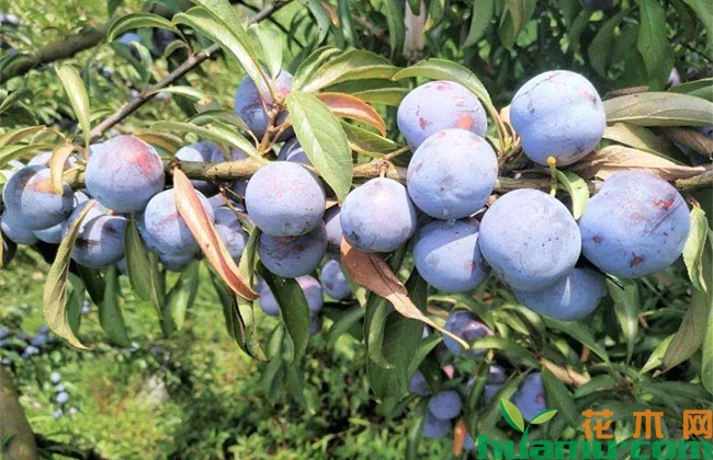 脆红李病虫害防治方法 脆红李病虫害防治方法