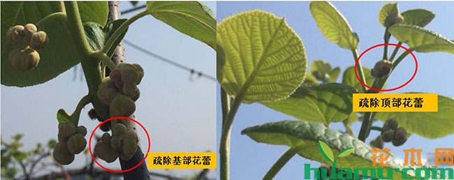 猕猴桃疏花技术有哪些? 猕猴桃疏花技术有哪些?