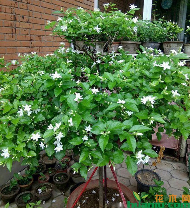茉莉花怎么修剪变粗成树形? 茉莉花怎么修剪变粗成树形?
