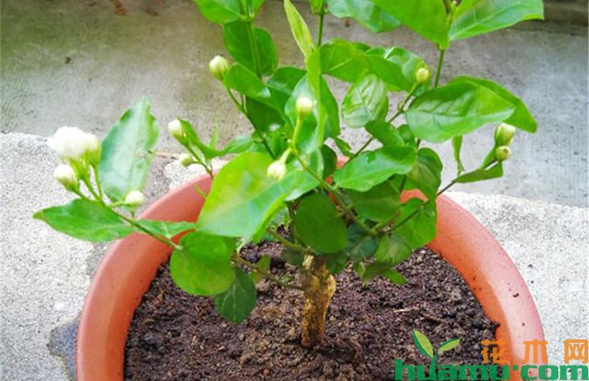 茉莉花怎么修剪变粗成树形? 茉莉花怎么修剪变粗成树形?