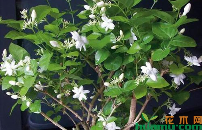 茉莉花怎么修剪变粗成树形? 茉莉花怎么修剪变粗成树形?