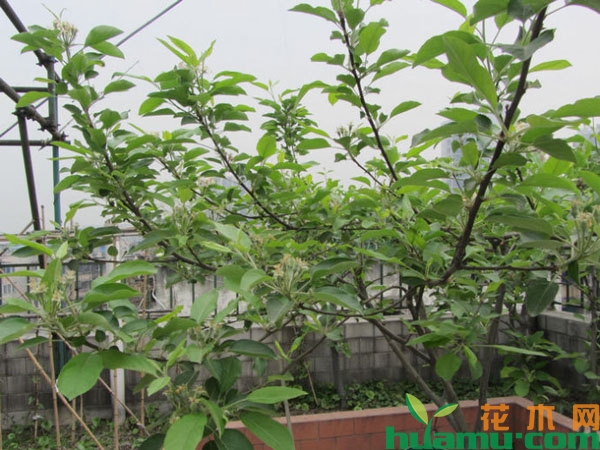 苹果树