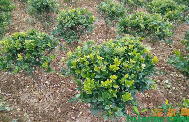 夏季苗木养护技术要点 夏季苗木养护技术要点