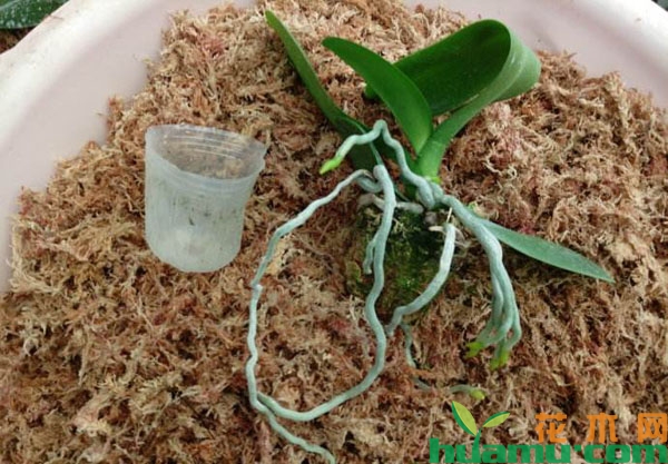 蝴蝶兰种植