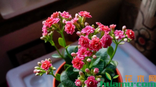 长寿花养护管理技术