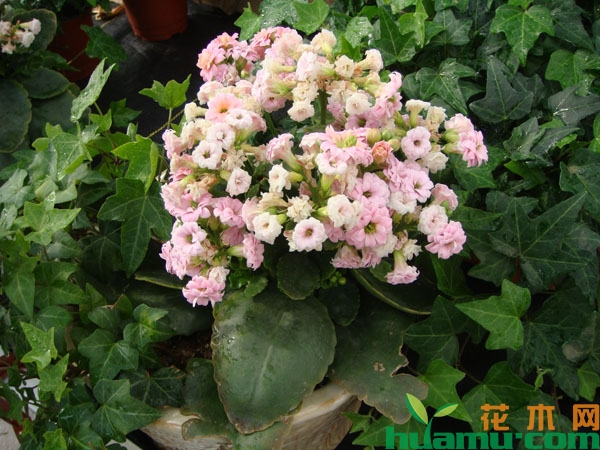 长寿花