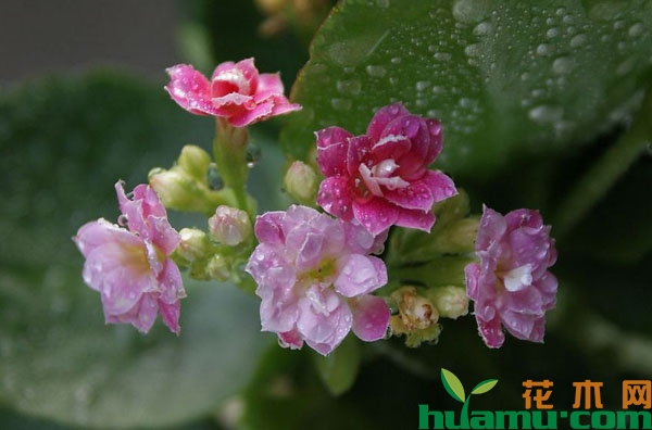 长寿花