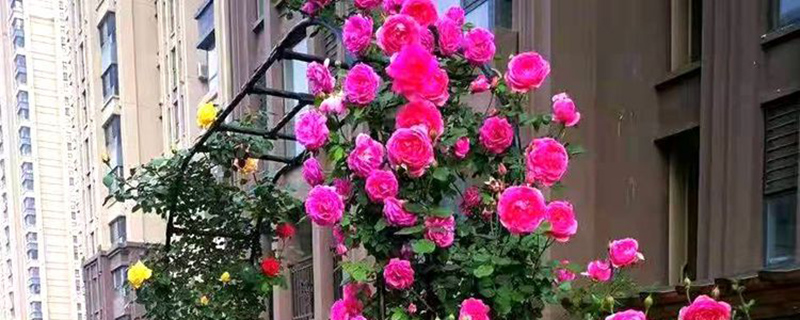 江苏月季花