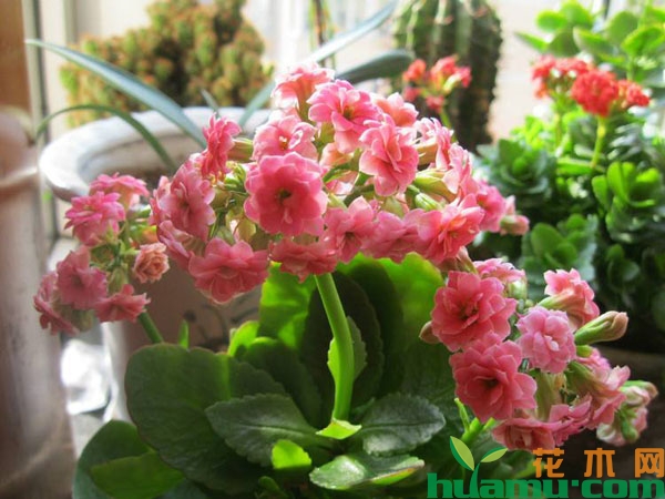 长寿花