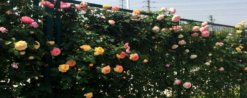 混色月季花