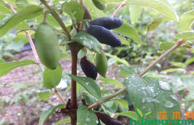 蓝靛果种植前景怎样?养护管理技术有哪些? 蓝靛果种植前景怎样?养护管理技术有哪些?