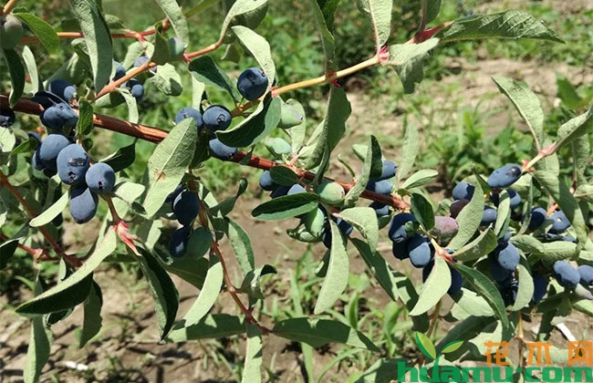 蓝靛果种植前景怎样?养护管理技术有哪些? 蓝靛果种植前景怎样?养护管理技术有哪些?