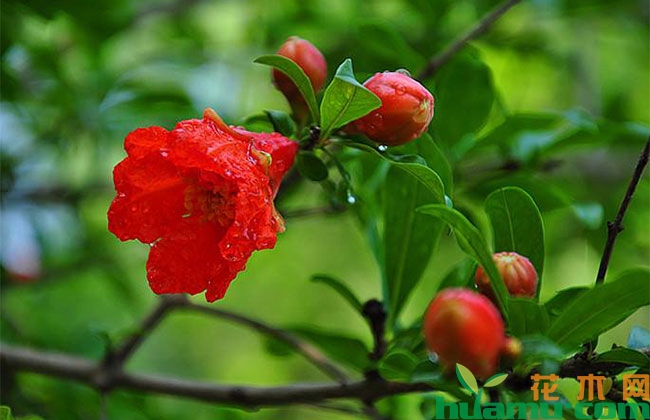 石榴树夏季疏花技术 石榴树夏季疏花技术