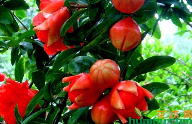 石榴树夏季疏花技术 石榴树夏季疏花技术