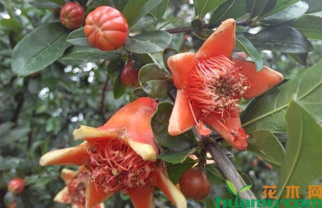 石榴树夏季疏花技术 石榴树夏季疏花技术