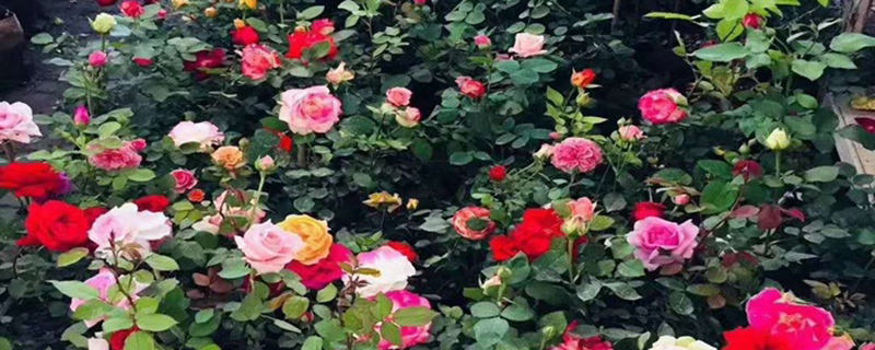 藤本月季小苗