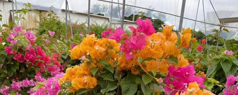 三角梅花期如何浇水施肥
