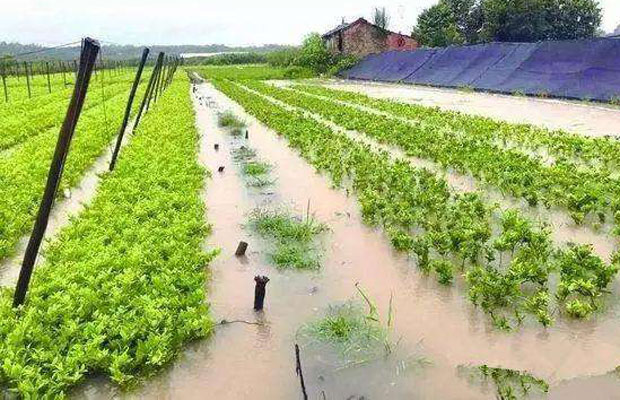 连绵雨季，应该给苗木怎么施用农药？