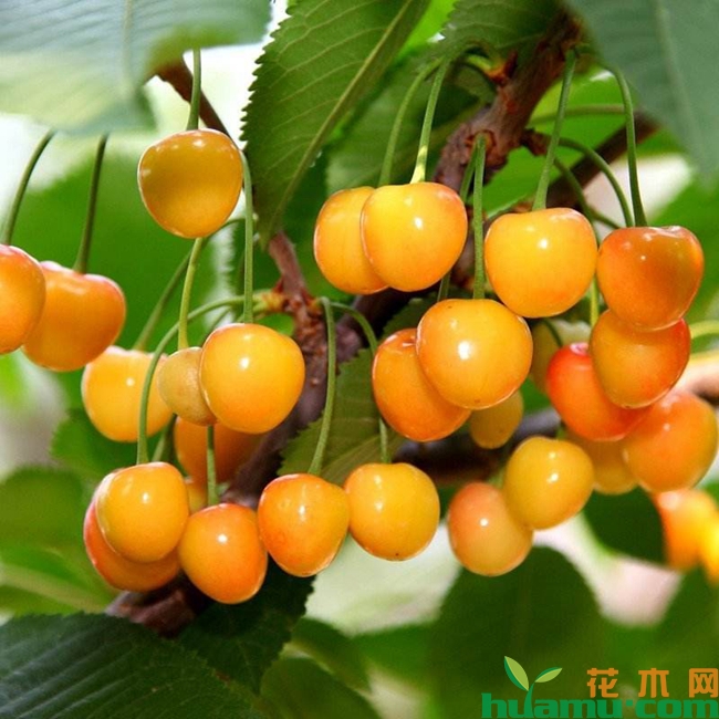 黄蜜大樱桃的缺点有哪些