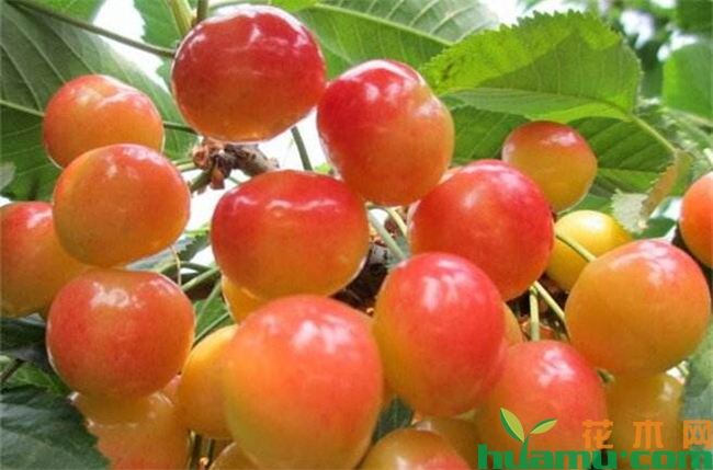 黄蜜大樱桃的缺点.jpg