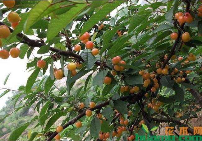 黄蜜大樱桃的缺点.jpg