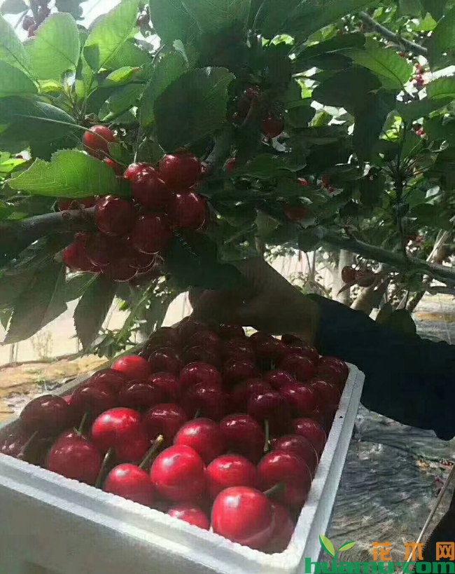 樱桃品种美早对比俄八种植哪个比较好？