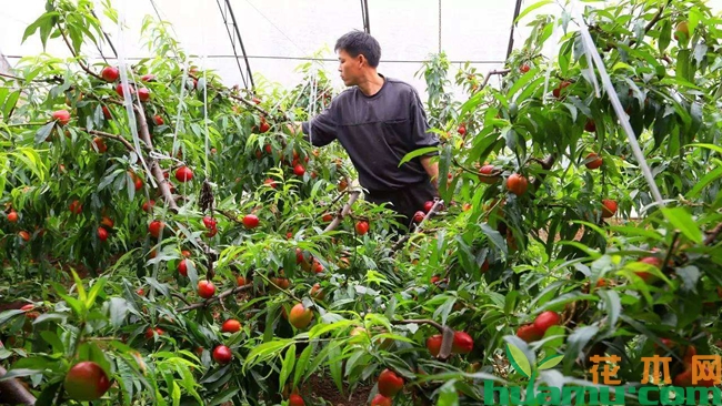 油桃的种植管理技术.jpg