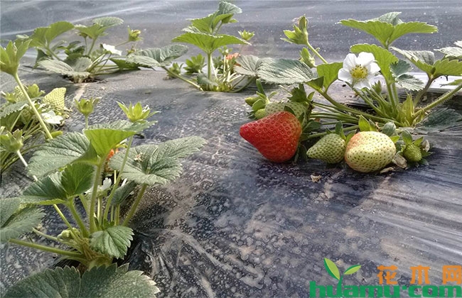 种植大棚草莓多久替换一次苗？